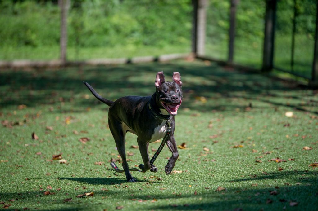 Large black Pitt bull available for adoption at Brandy Wine Valley SPCA in West Chester.