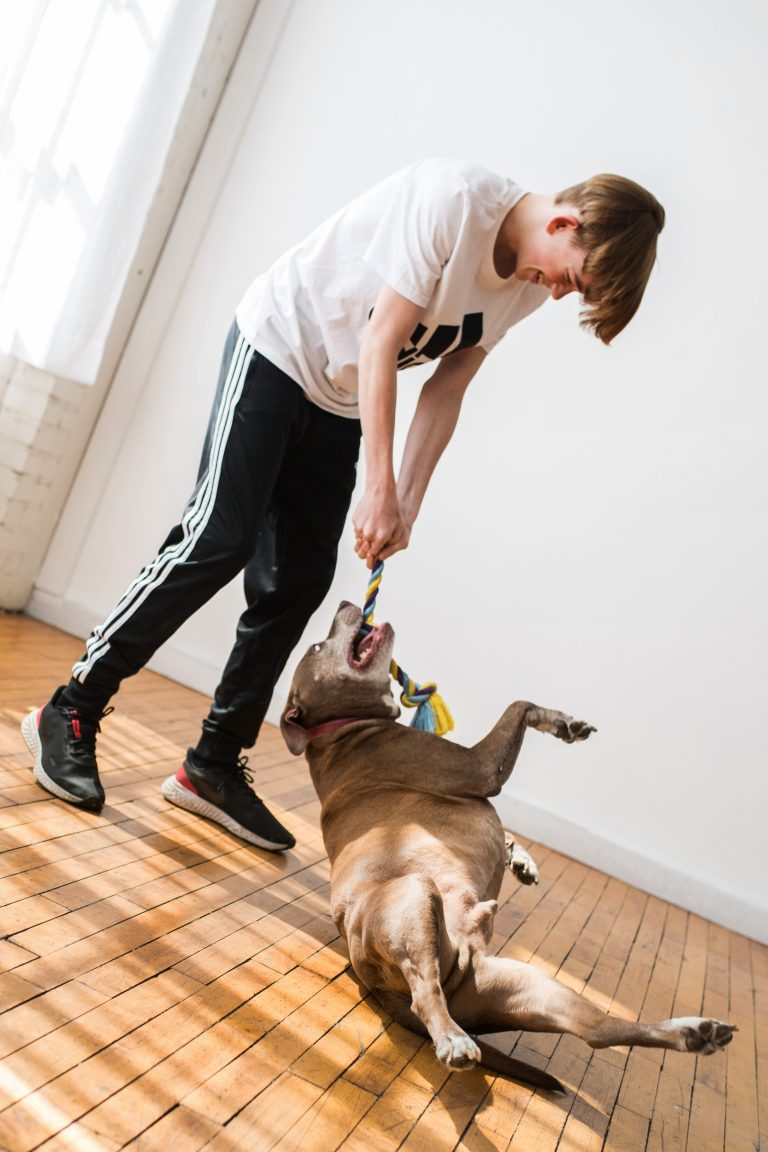 A boy tries to play wrestle his elder dog's rope toy away.