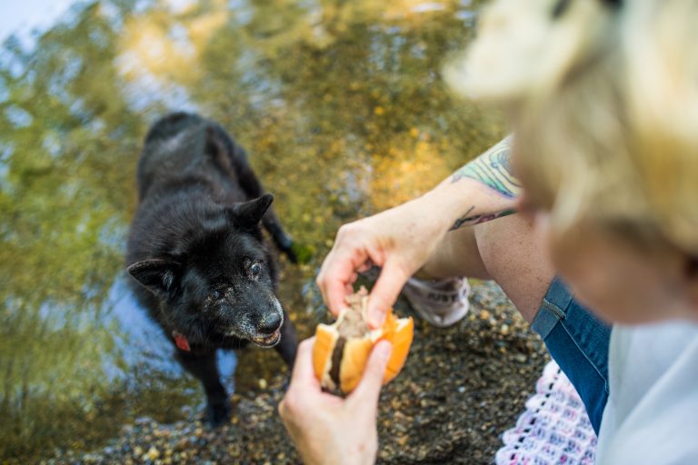 Woman shares her burger with her senior dog on the edge of a stream on a sunny day