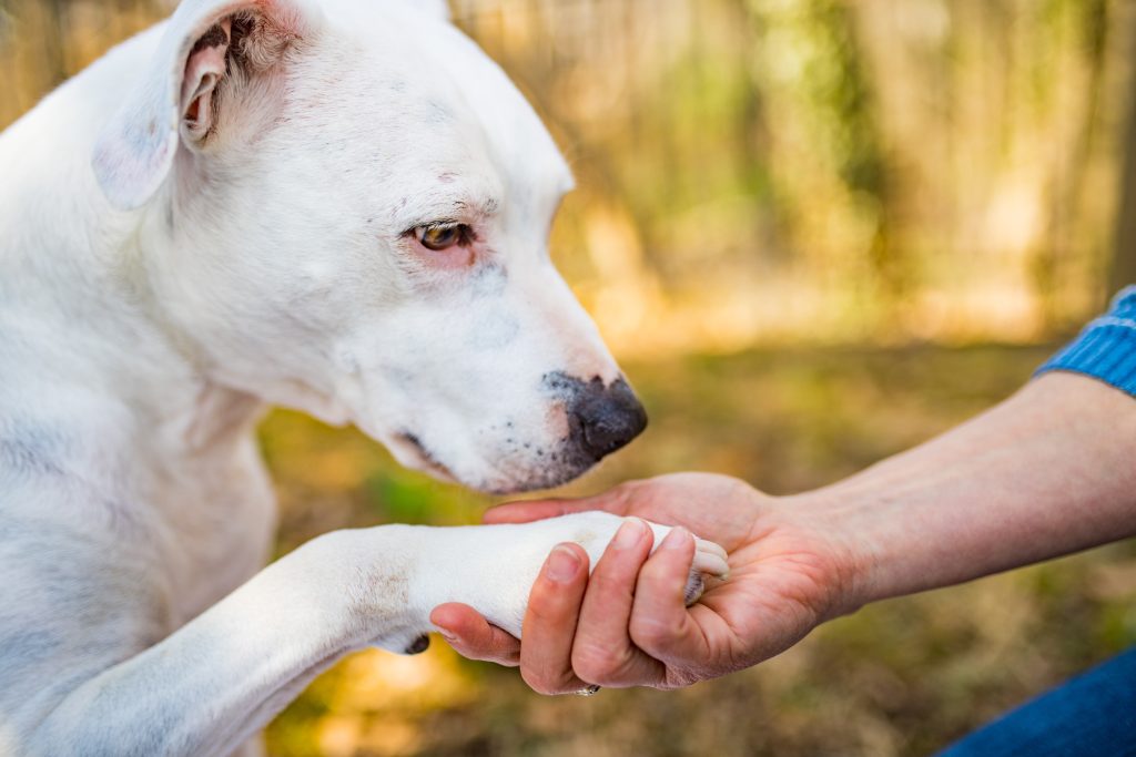 White dog resting paw in owner's hand.