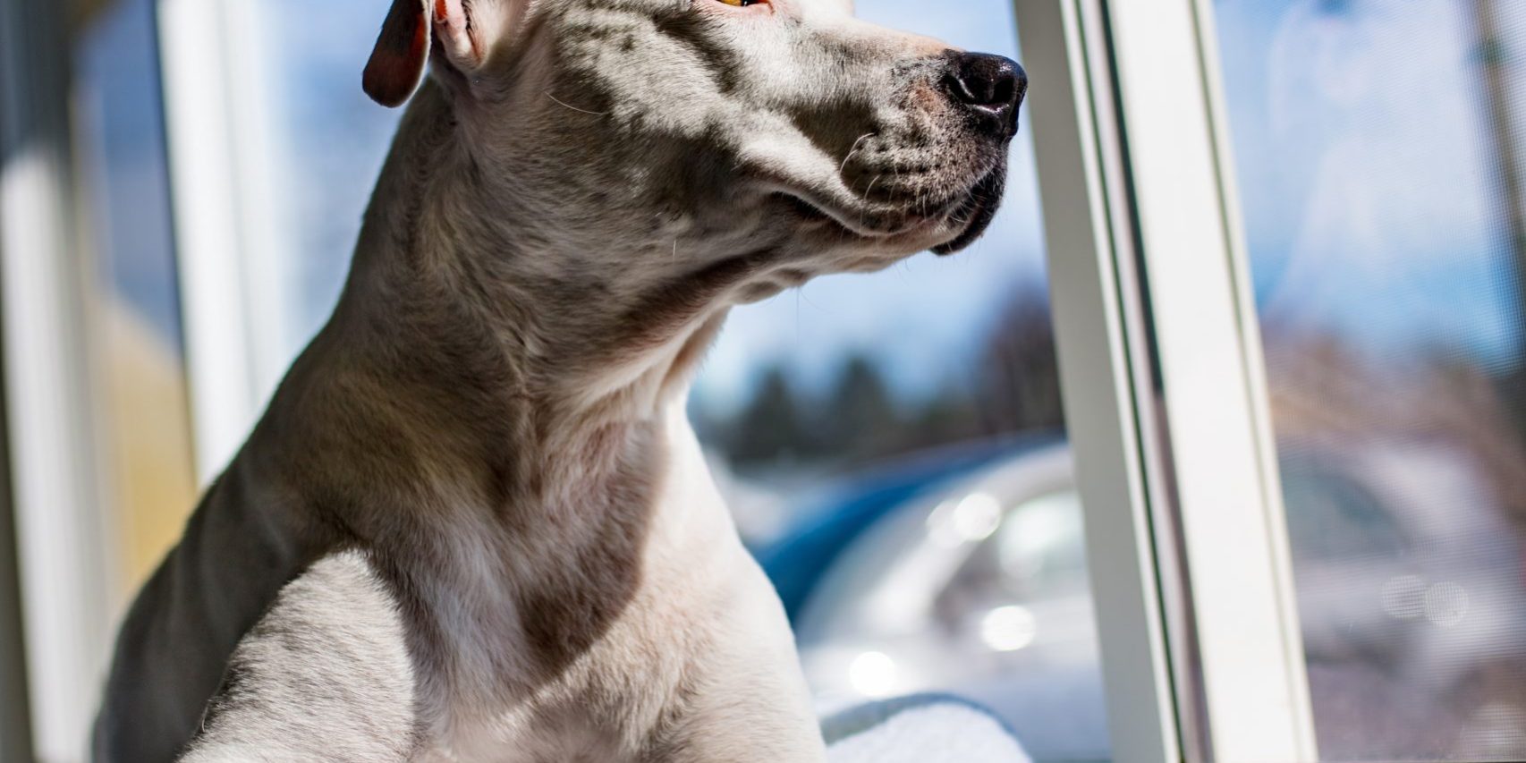 Senior Pitbull loooks out the window of his home on a sunny day