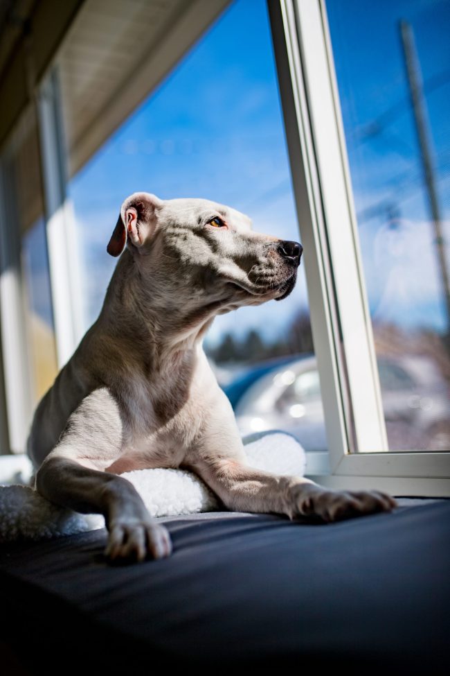 Senior Pitbull loooks out the window of his home on a sunny day