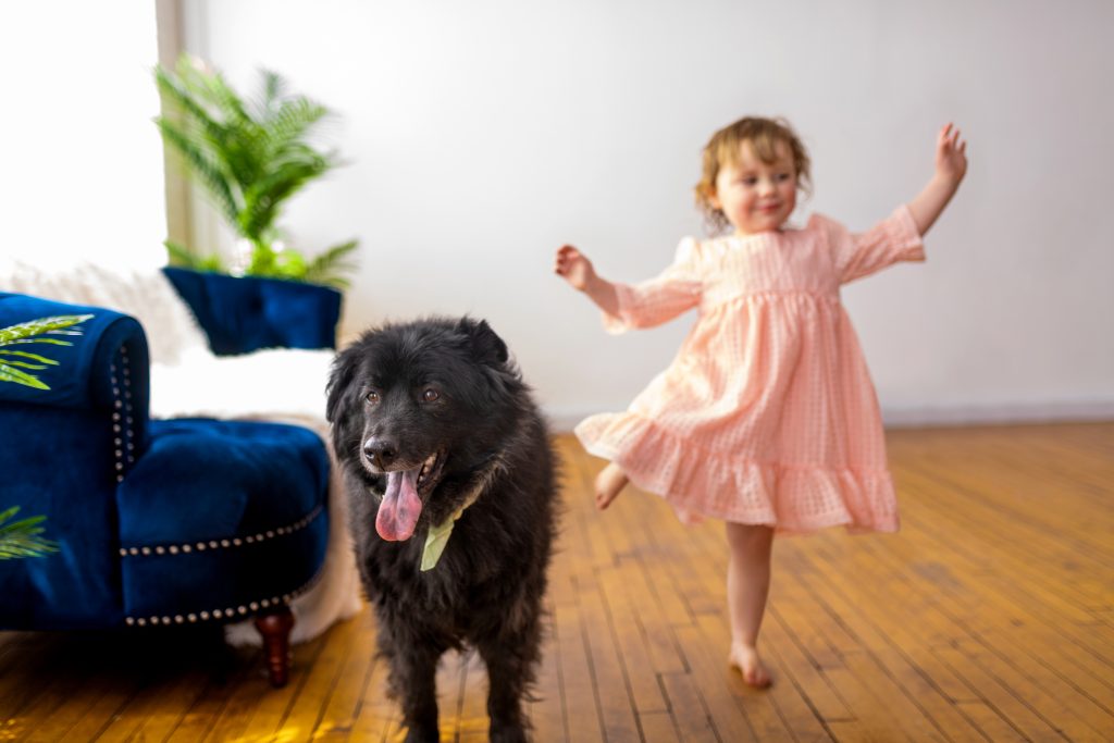 Toddler playing with a small black dog.