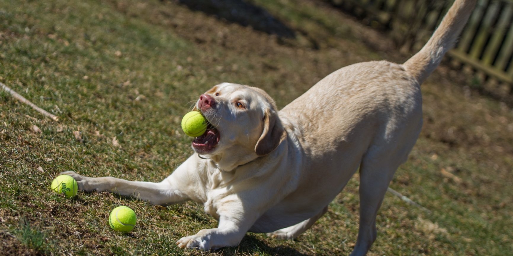 Retriever dog playing fetch in Dog photo session with Kristen Kidd Photography