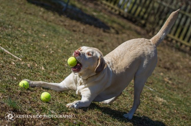 Retriever dog playing fetch in Dog photo session with Kristen Kidd Photography