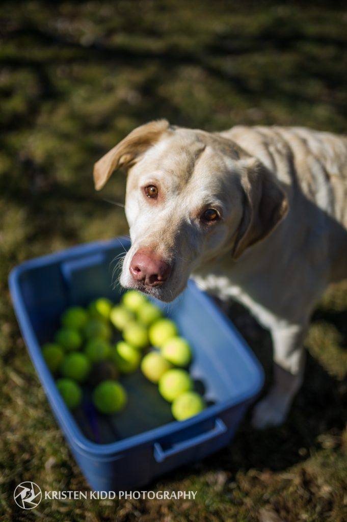 Pet photo session in North wales dog with tennis balls