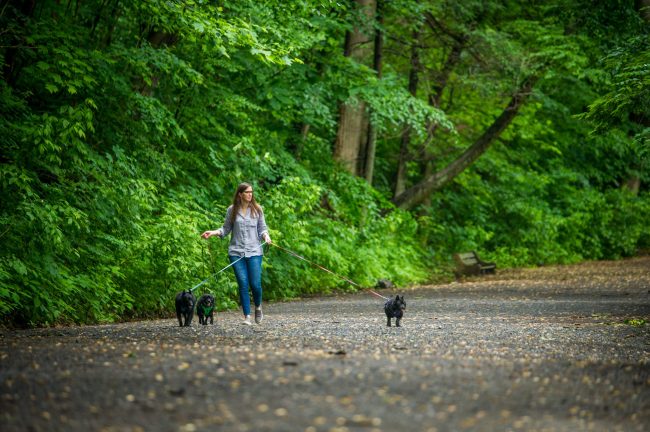 Woman hiking with her dogs down a gravel path in a forested local park