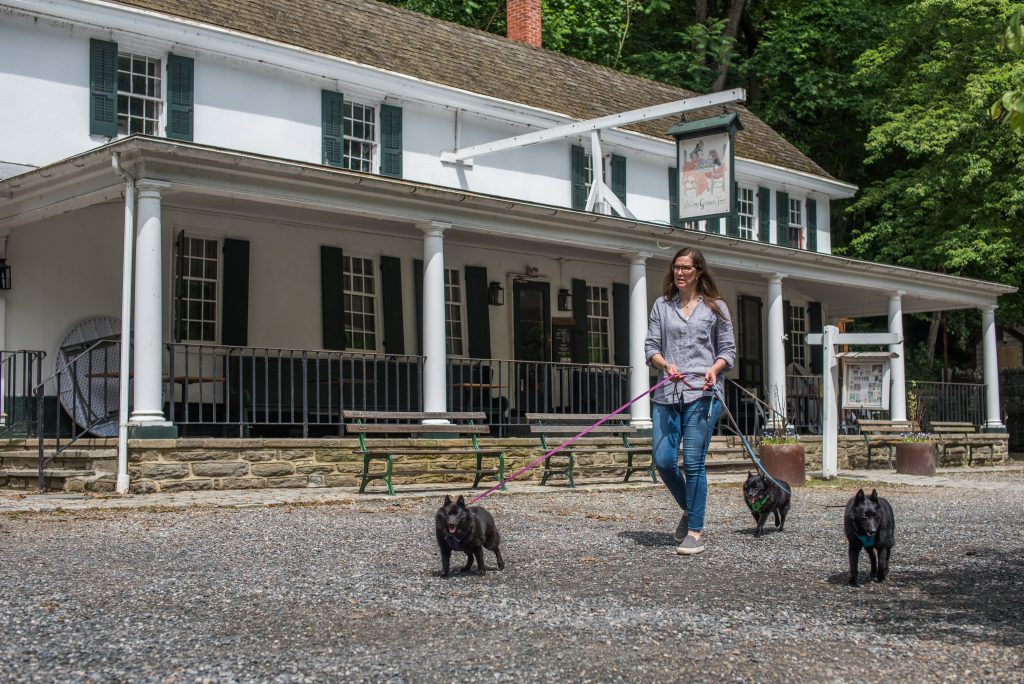 Woman walks her dogs down a gravel path in a montgomery county pennsylvania by old colonial building
