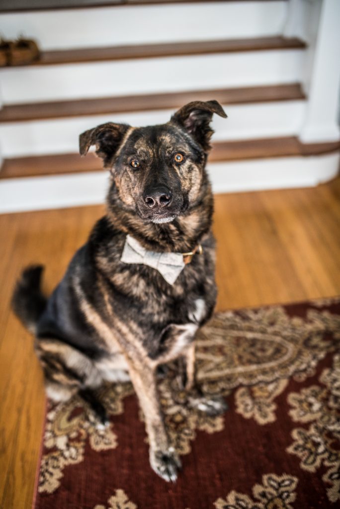 dog with bow tie in lansdale pet photo session