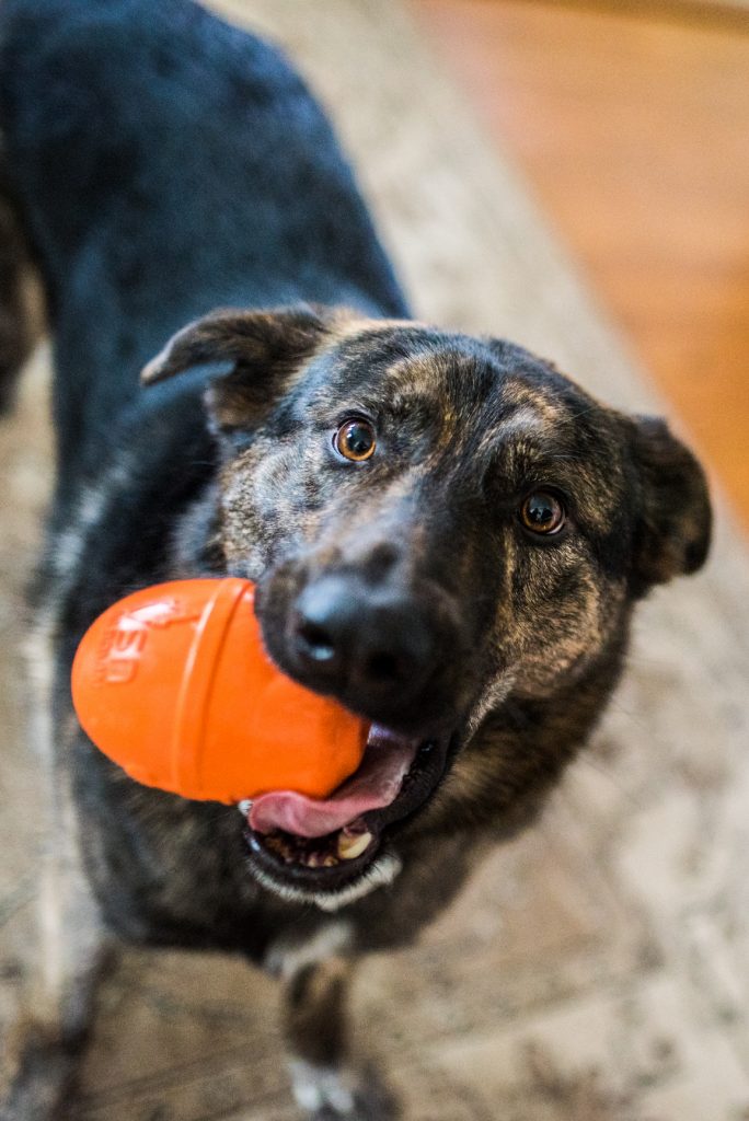 dog with toy in his mouth in lansdale pet photo session
